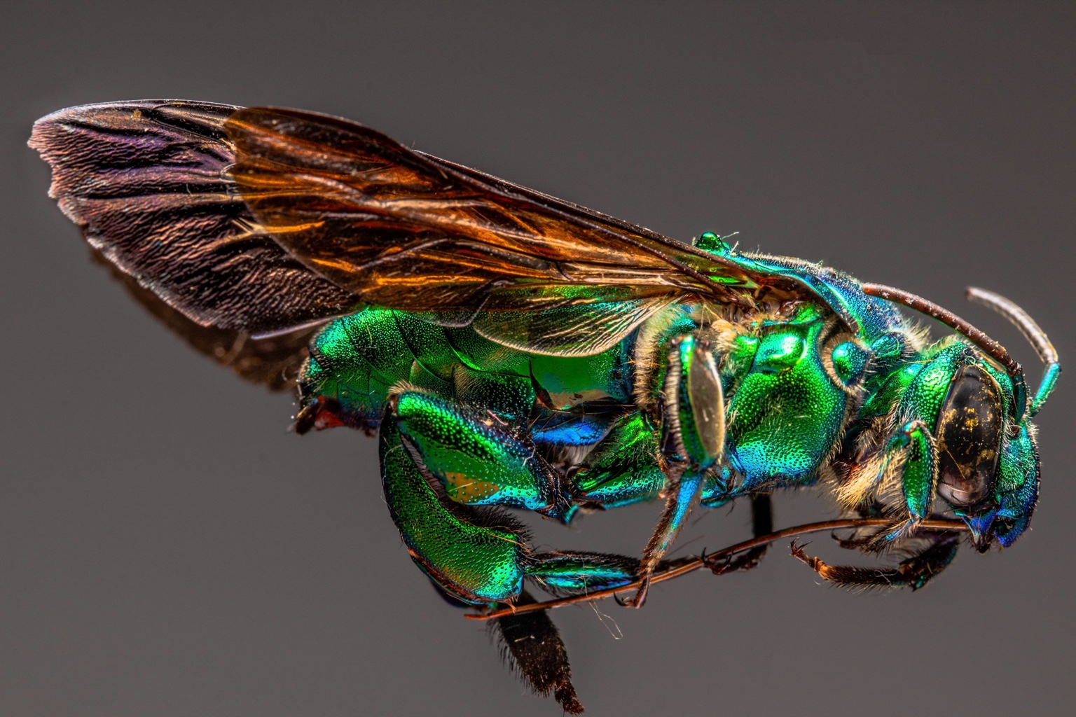 Detalhes de um inseto verde metálico em macrofotografia